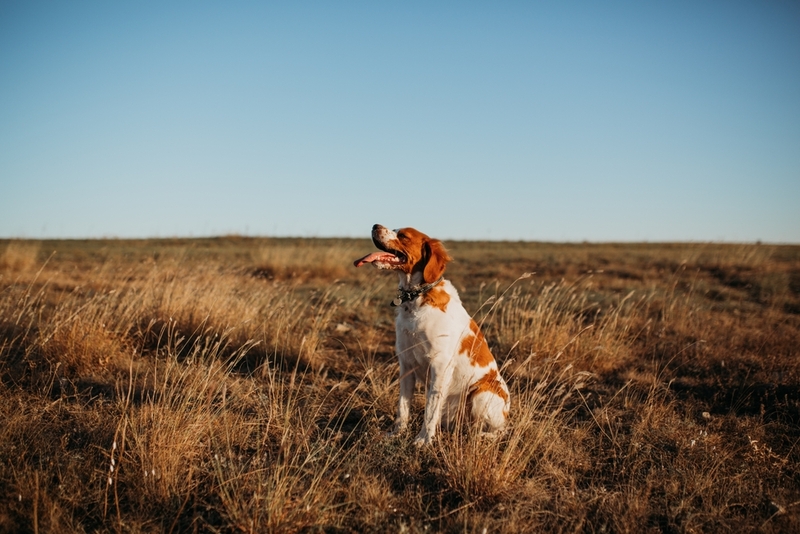 Бретонский эпаньоль – вид спаниелей
