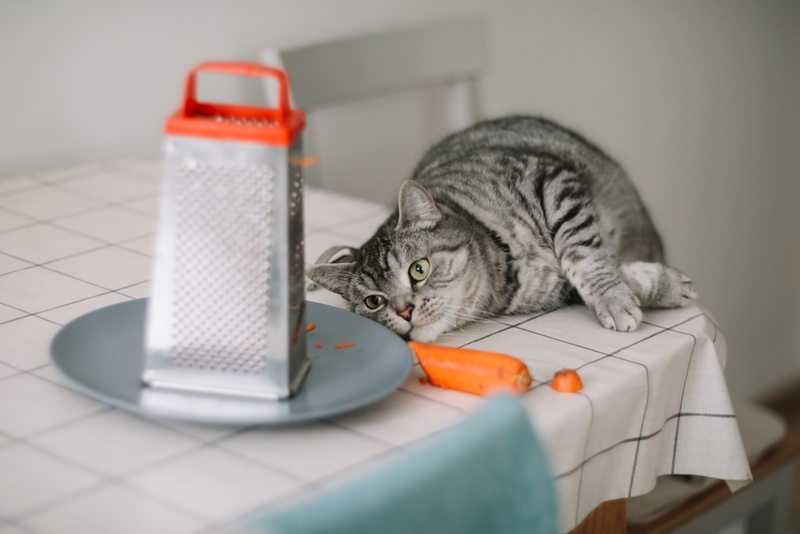 Есть ли вред от моркови для кошек?