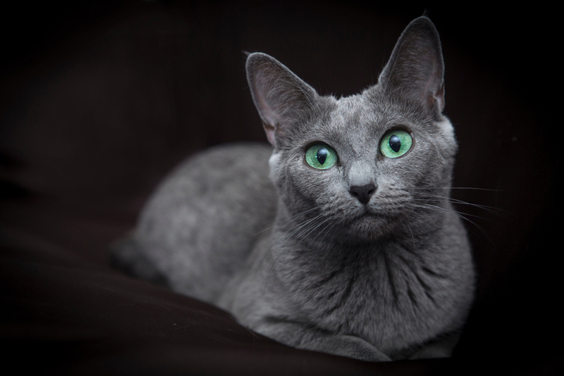 Сколько живут русские голубые кошки в норме?