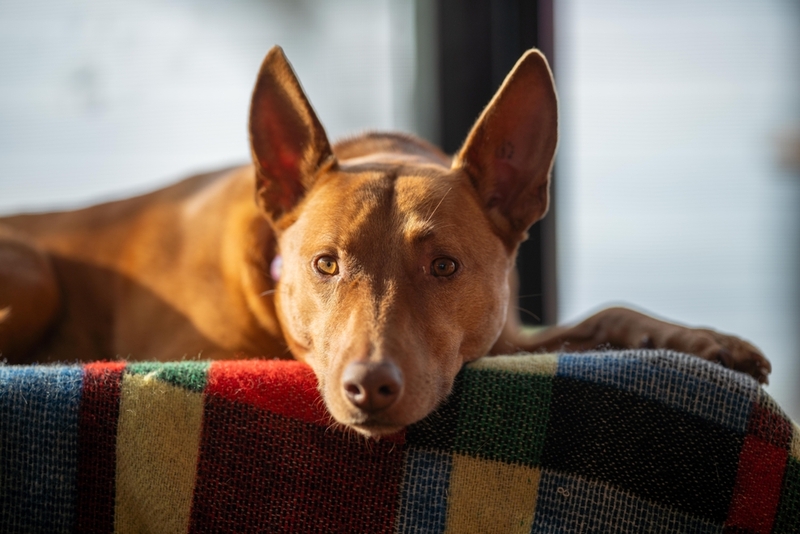 Симптом дирофиляриоза у собаки – непереносимость нагрузок