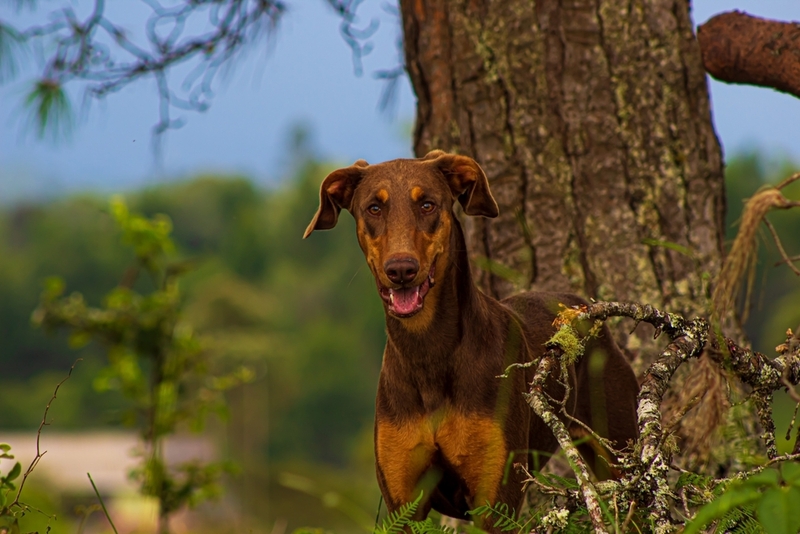 С доберманом много гуляют и кормят его без избытка калорий 
