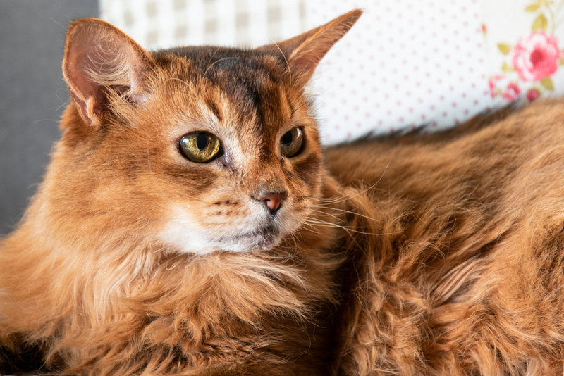 Сомали – красивый кот с большими ушами