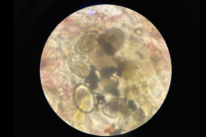 Яйца клещей, заражающие кота нотоэдрозом