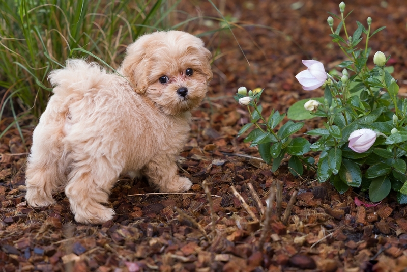 У мальтипу могут встречаться болезни, связанные с пищеварением