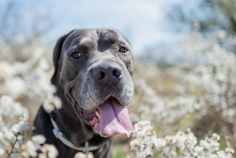 Течка у кане-корсо протекает в несколько этапов