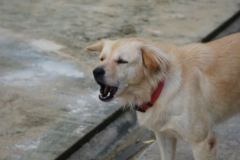 Почему собака может гавкать?