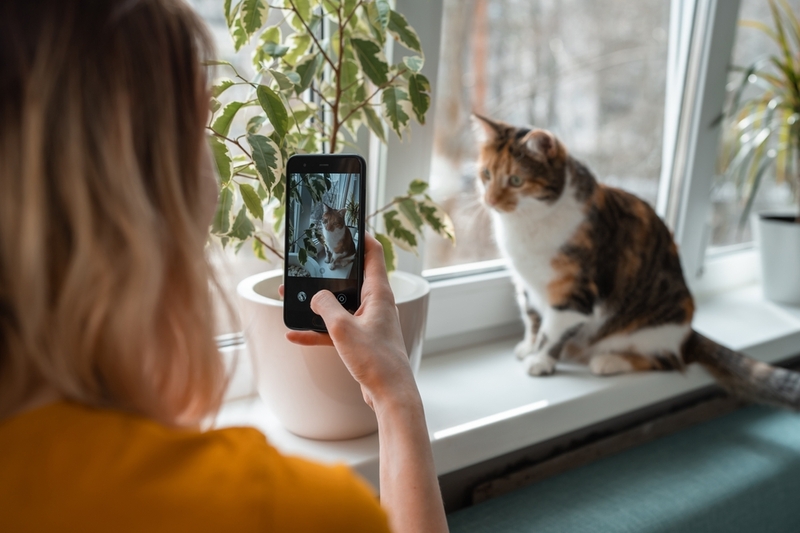 Лучший свет для фотосъемки кошек — естественный дневной