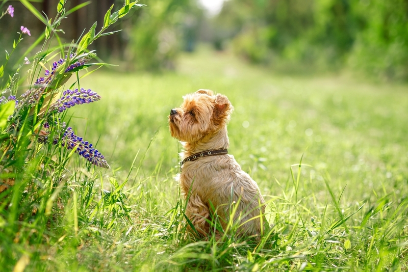Как назвать йорка-девочку?