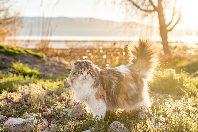 Болезнь шотландской вислоухой кошки требует лечения