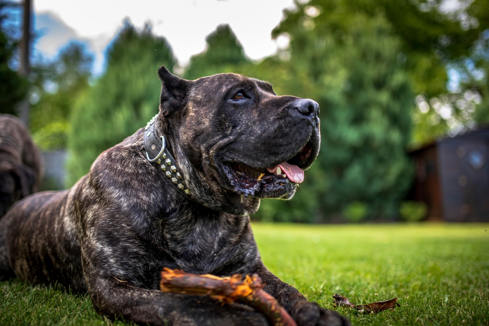 Порода канарский дог