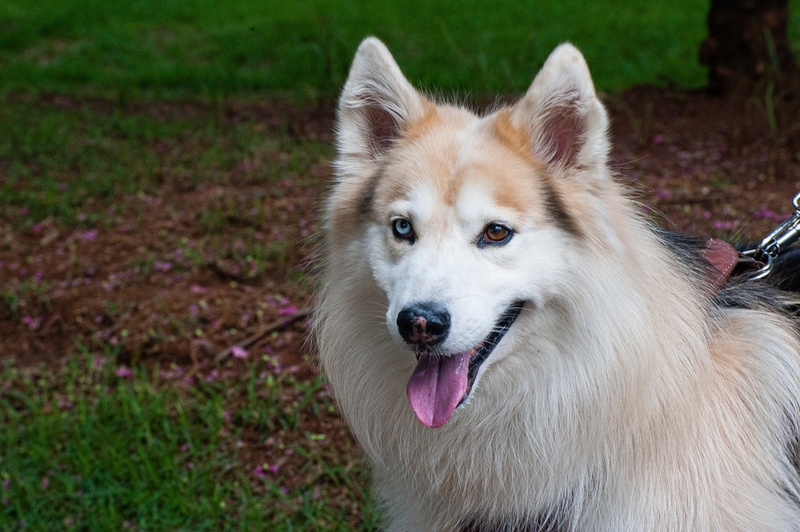 Гетерохромия у собак бывает полная или частичная