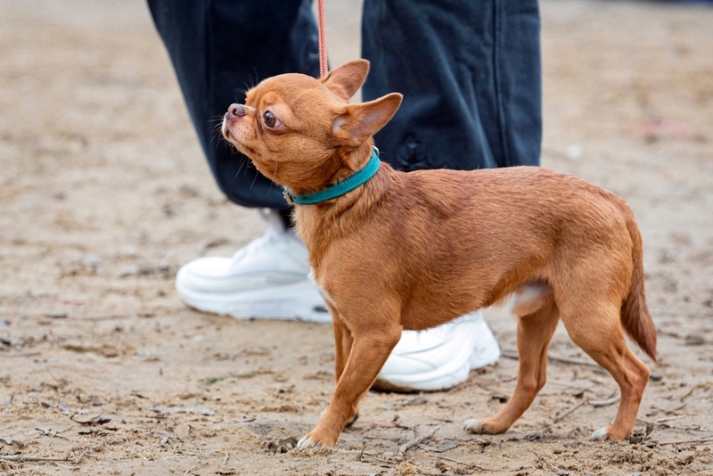Агрессивное поведение чихуахуа корректируют воспитанием