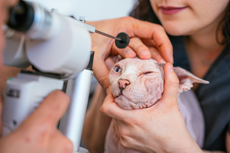 врач диагностирует кота с признаками катаракты