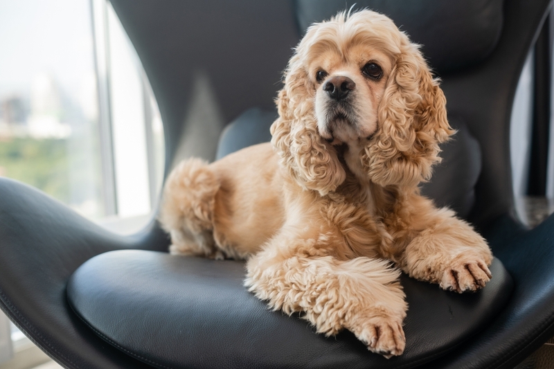 Болезни влияют на то, сколько проживет американский кокер-спаниель