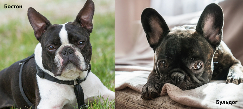 Фото бостон-терьера и французского бульдога