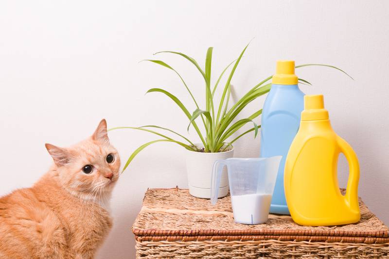 Какой запах не любят кошки – 9 ароматов, которые отпугивают кошачьих