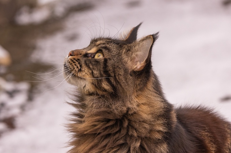Некоторые заводчики проводят вязку мейн-куна не ранее возраста 3 лет