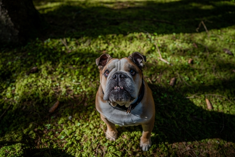 Продолжительность жизни английского бульдога – около 10 лет