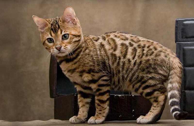 Чито – пятнистый кот