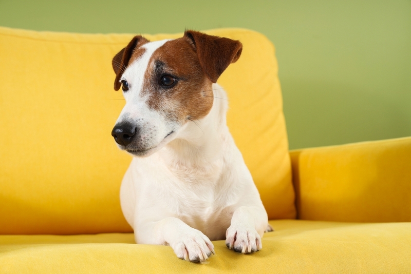 Течка у джек-рассел-терьера может сопровождаться проблемами