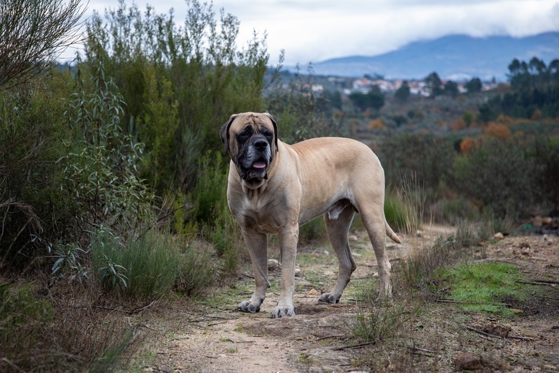 Важно знать, сколько весит английский мастиф