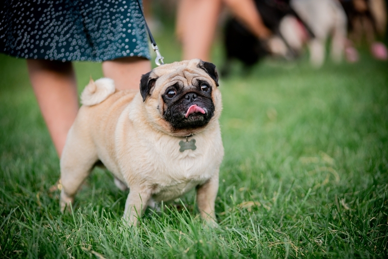 Важно следить, сколько весит мопс