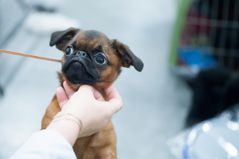 Кастрация может влиять на то, сколько живут пти-брабансоны