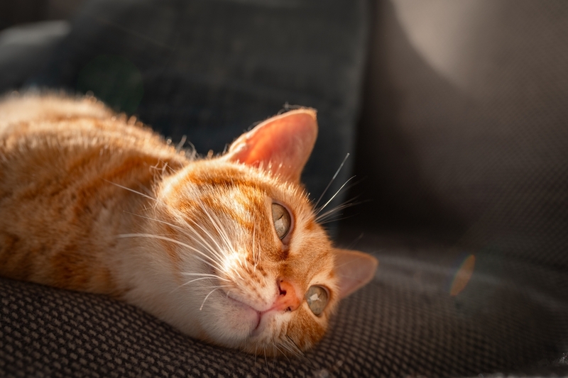 Симптом перитонита у кошек – температура