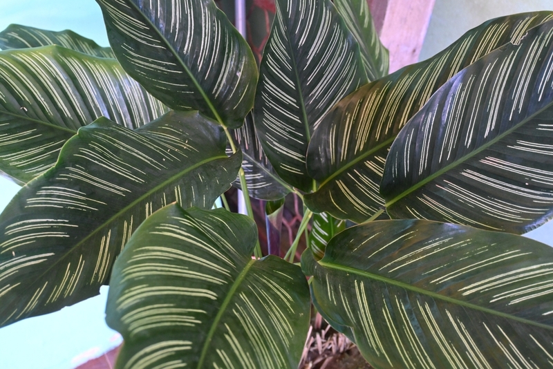 Маранта считается неопасным растением для кошки