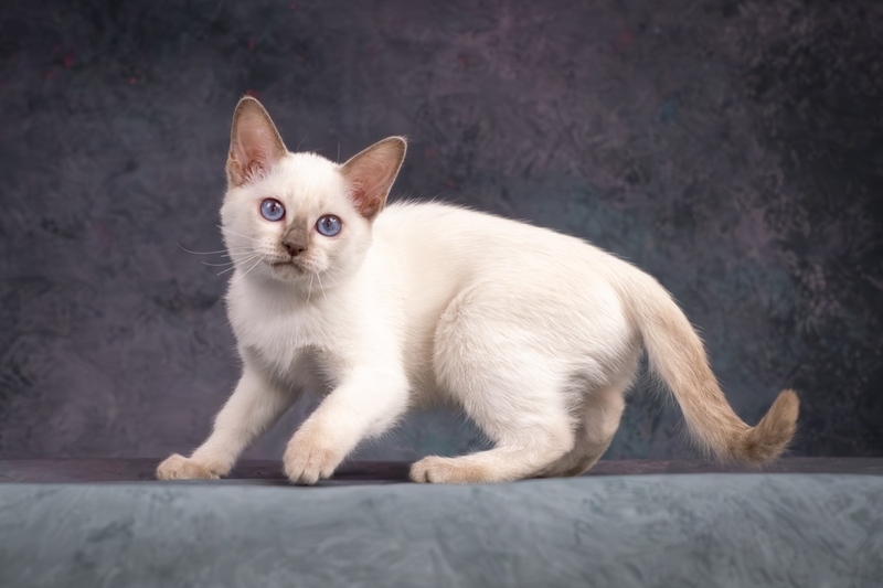 Сколько проживет тайская кошка в домашних условиях?