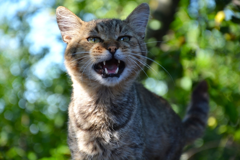 Если кот хрустит зубами, важно не оставлять это без внимания