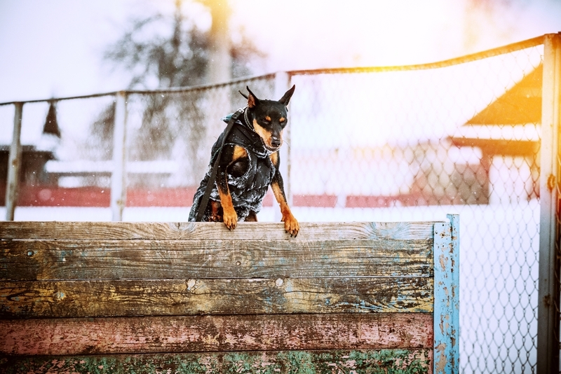 Сколько лет живут пинчеры?