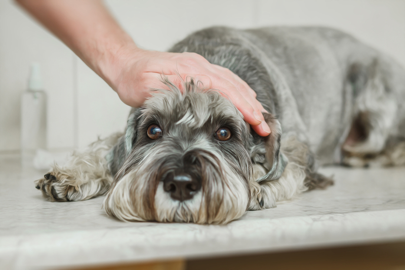 Синдром Киари у собаки может обернуться осложнениями