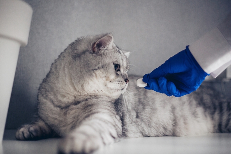 Для лечения анкилостомоза у кошек нужны препараты