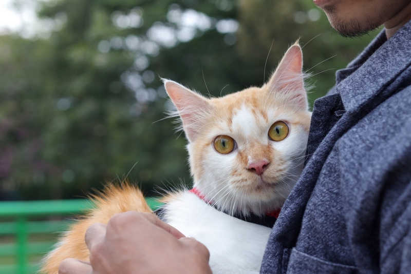 Интеллект кошки позволяет ей сопереживать людям