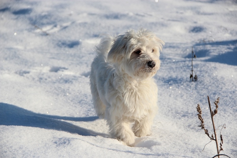 Важно контролировать, сколько весит мальтипу