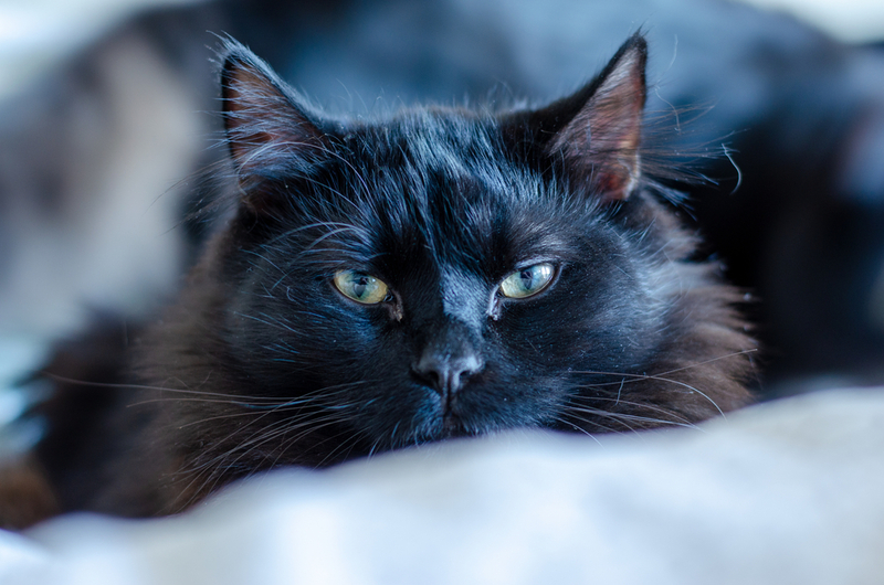 Кошке с «геморроем» необходим комфорт