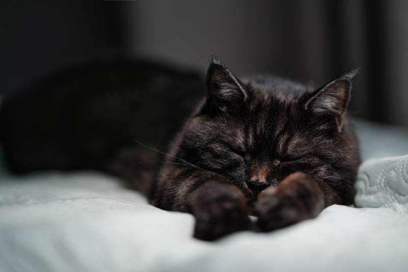 Черные котята во сне к чему снятся. Во сне приснились домашние животные. Снятся ли кошкам сны. Кошки во сне к чему снится мужчине. Видят ли кошки сны.