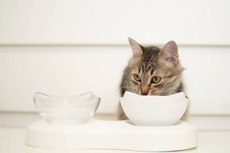 Кошка не ест сухой корм: что делать если кот перестал есть сухой корм