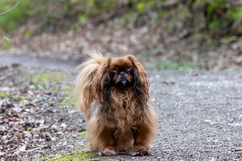 На вес пекинеса влияют различные факторы