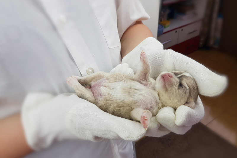 Чтобы определить пол собаки, осмотрите живот