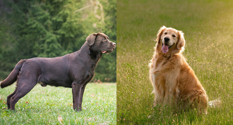 В чем отличие шерсти лабрадора и ретривера?