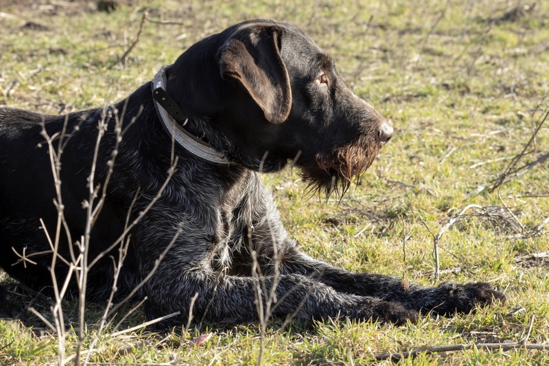 Пятнистая охотничья собака