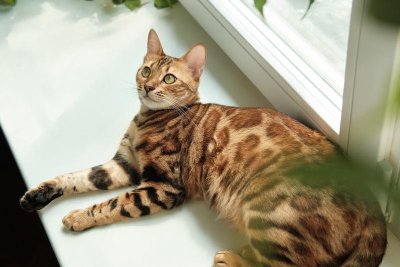 У бенгальских кошек встречаются болезни сердца