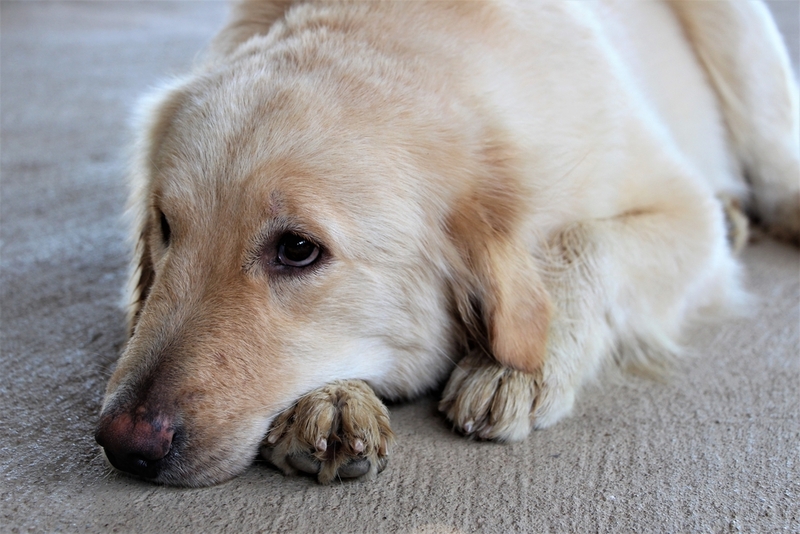 Болезнь Аддисона у собак может иметь разные формы