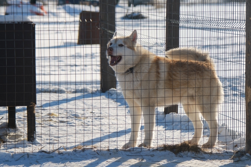 Чтобы хаски прожил дольше, его вольер должен быть комфортным
