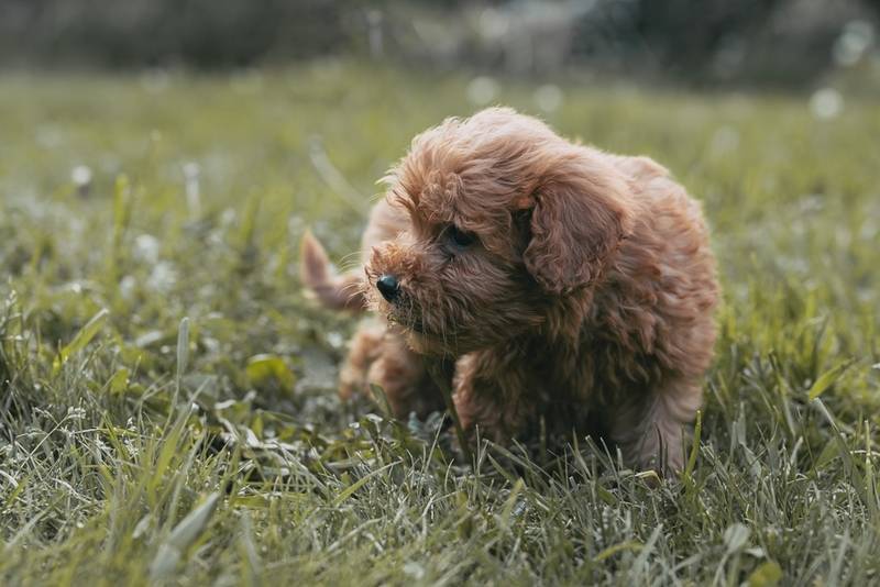 Самые спокойные породы собак: маленького, среднего и большого размера
