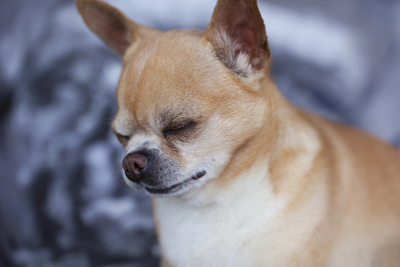 В каких случаях аллергия на чихуахуа увеличивается?