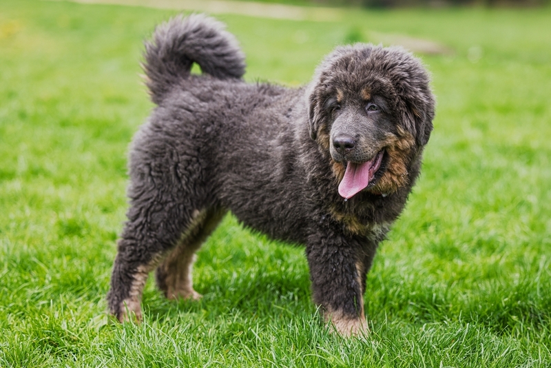 Важно контролировать, сколько весит тибетский мастиф по мере взросления