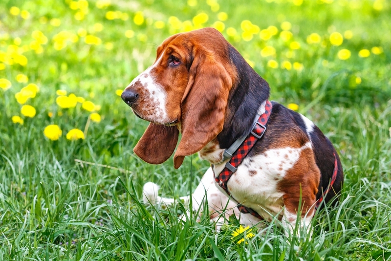 Вес и рост бассет-хаунда увеличиваются до определенного возраста